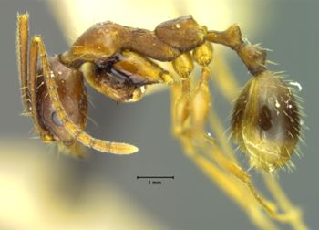 Media type: image; Entomology 20598   Aspect: habitus lateral view